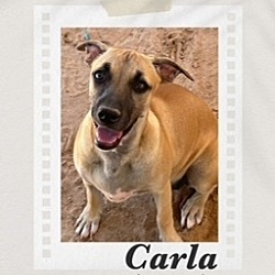 Thumbnail photo of Carla #2