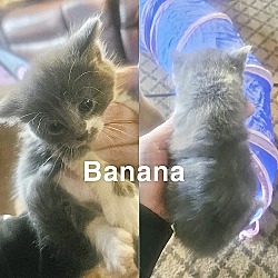 Thumbnail photo of Tree Kitties : Banana #4