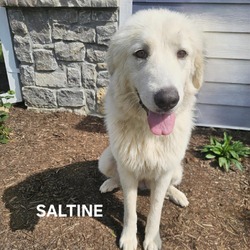 Thumbnail photo of Saltine #4