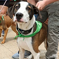 adopt a pet