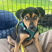 adopt a pet