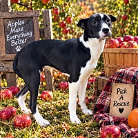 BEVERLY - Border Collie / Beagle available for adoption