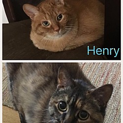 Thumbnail photo of Henry-ADOPTED #4