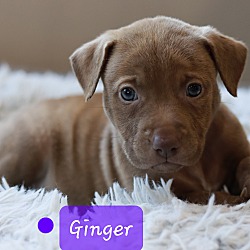 Photo of Ginger the Shepherd Mix