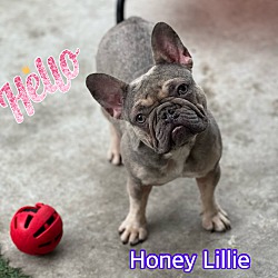 Photo of Honey Lillie