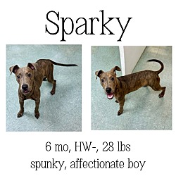 Thumbnail photo of Sparky #1