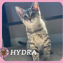 Thumbnail photo of Hydra #1