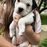 adopt a pet