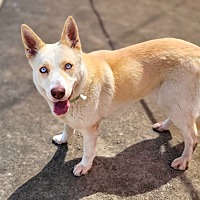 adopt a pet
