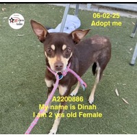 adopt a pet