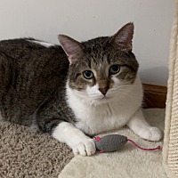 adopt-pet
