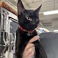 adopt a pet