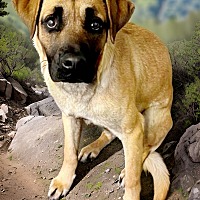 adopt a pet
