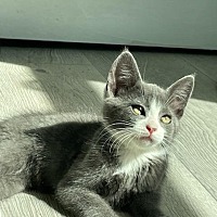adopt a pet