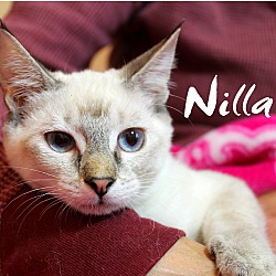 Thumbnail photo of Nilla #2