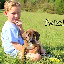 Thumbnail photo of Twizzler ~ adopted! #3