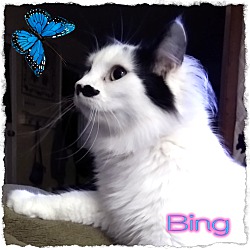 Thumbnail photo of Bing #2