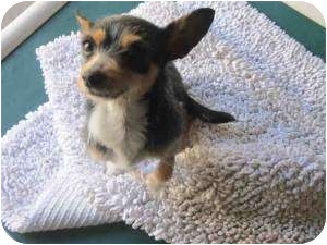 Goleta Ca Norfolk Terrier Meet Sugar A Pet For Adoption Adoptapet Com