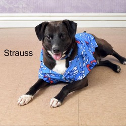 Photo of Strauss