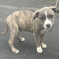Photo of Elgin - 11 week old male mixed breed