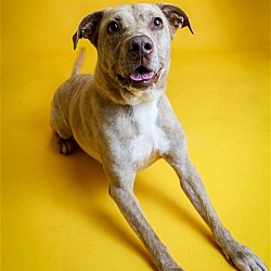 Photo of Ava - $75 Adoption Fee! Diamond Dog!