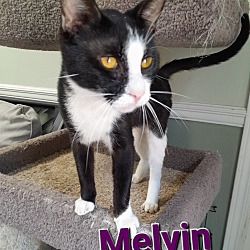 Photo of Melvin