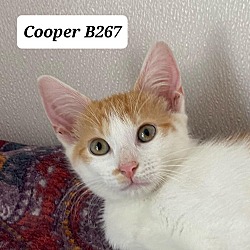 Thumbnail photo of Cooper B267 #1