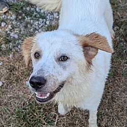 Thumbnail photo of Collie Mix Mindy #3