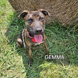 Thumbnail photo of Gemma #1