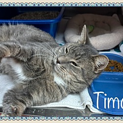 Thumbnail photo of TIMON #4