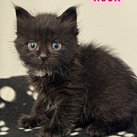 Adopt A Pet :: Rook - Leonardtown, MD