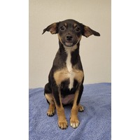 adopt-pet