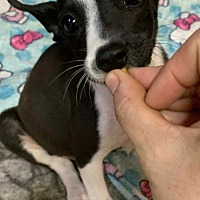 adopt a pet