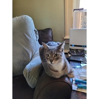 adopt-pet
