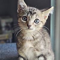 adopt-pet