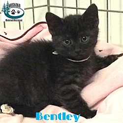 Thumbnail photo of Bentley-Adopted-September 2017 #3