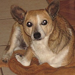 Thumbnail photo of Doggle #1