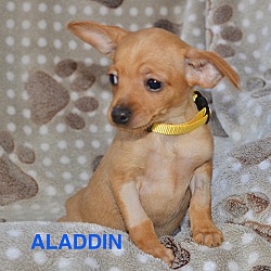 Photo of Aladdin