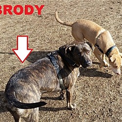 Thumbnail photo of Brody #3