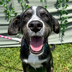 Photo of Tazi