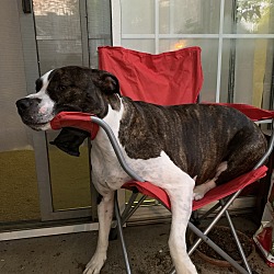 Photo of Gravy