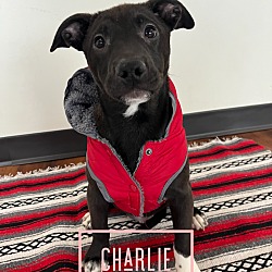 Thumbnail photo of Charlie5 #1