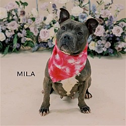 Photo of Mila