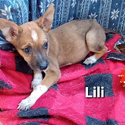 Thumbnail photo of Lili #1
