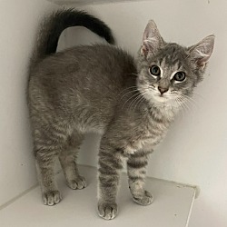 Photo of Canyon ~ Available at PetSmart Warsaw, IN!!