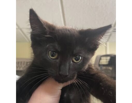Louisville KY Domestic Shorthair/Domestic Mediumhair Meet Clue