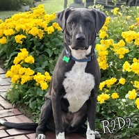 adopt-pet