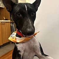 adopt a pet