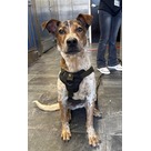 Adopt A Pet :: Moose - Jackson, MI