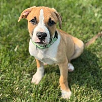 adopt a pet